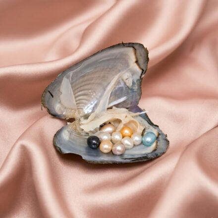 10 Rice Pearl Oyster